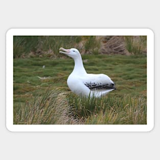 Wandering Albatross Calling to its Mate Sticker